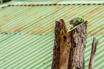 Iguana perched on a dead tree trunk