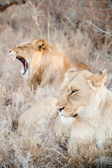 Lion and lioness couple screaming on savannah inside a South Africa private game reserve