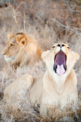 Lion and lioness couple screaming on savannah inside a South Africa private game reserve