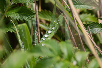 Dew on a Green Blade of Grass