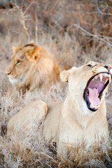 Lion and lioness couple screaming on savannah inside a South Africa private game reserve