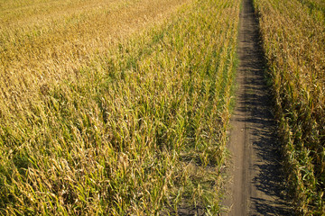 View of a field of corn © fotografiche.eu