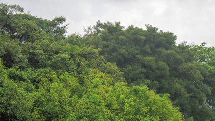 heavy wind on the tree in rainy day