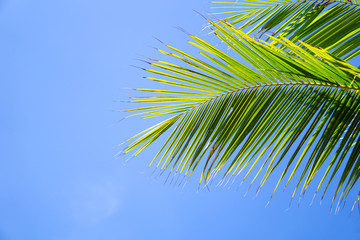 Palm trees or coconut trees leaf against the blue sky