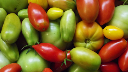 Colorful tomatoes collected in the garden in the greenhouse.