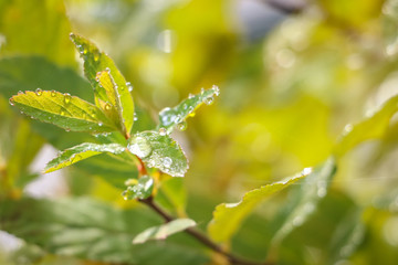 dew on green leaves