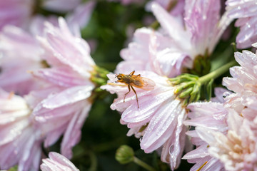insect on flowers