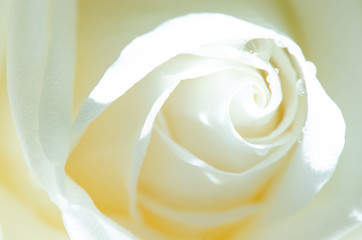 Macro Shot of water drop on white Rose,
