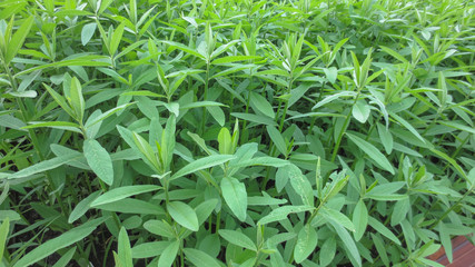 row of green plantation in the garden