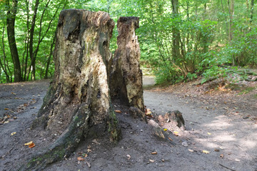 Baumstamm im Verfall