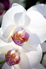 Fototapeta na wymiar white orchid flowers