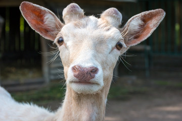 small white fallow deer