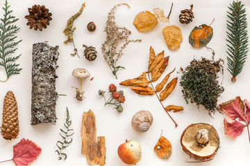 Autumn composition. Pattern made of autumn leaves, pine cones, mushrooms, Christmas tree branch, bark, apples, moss, snail shell, raspberries. Flat lay, top view. Nature in Belarus.