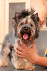 a haircut Yorkshire Terrier