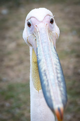 Pelican close-up