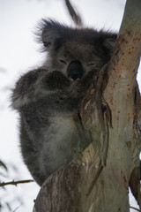 Koala australien