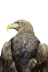 eagle on white background
