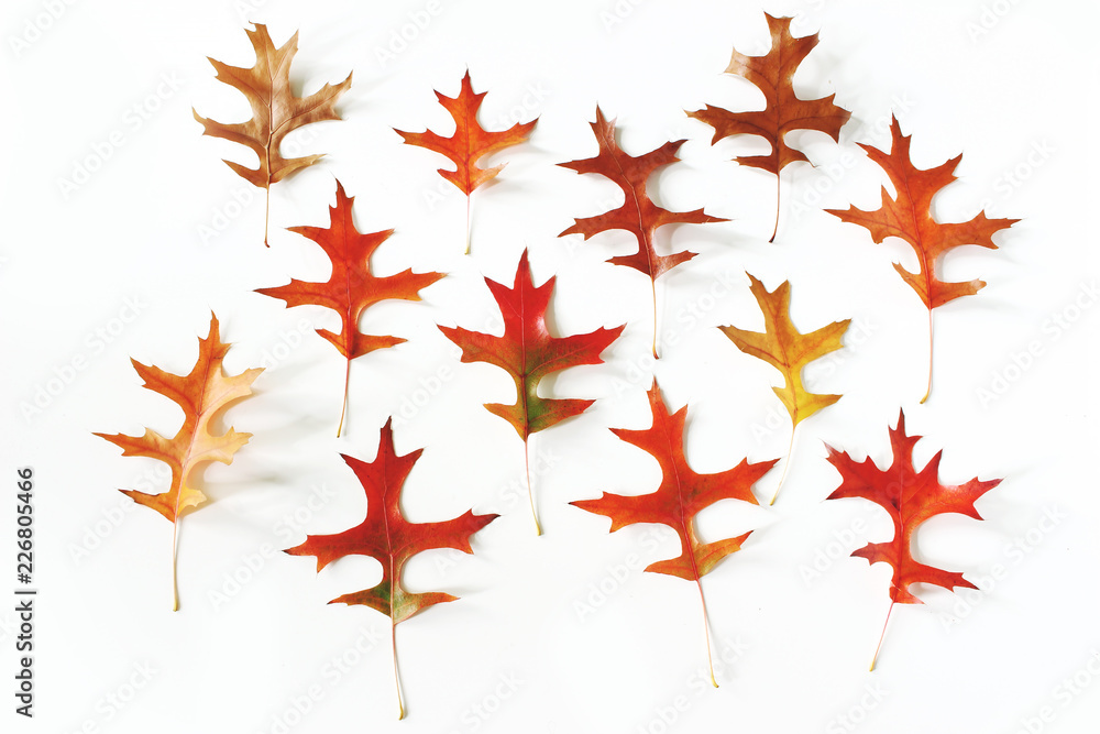 Canvas Prints colorful oak leaves pattern on white table background. modern autumn styled composition. fall design