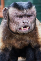 monkey capuchin close