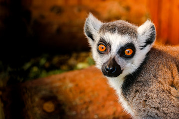 lemur with big eyes © Oleg