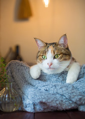 cute calico cat staring something with funny attitude