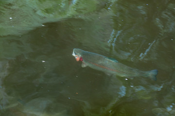 Fototapeta premium Trout in a Stream