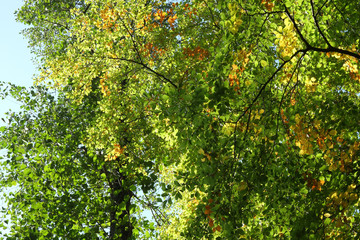 Fototapeta na wymiar Blätterdach im Laubwald
