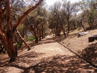  dirt road in the middle of trees, distant mountains blue sky with white clouds in the background, location cusco, peru.