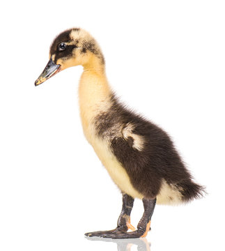 Cute little black newborn duckling isolated on white background. Newly hatched duckling on a chicken farm.