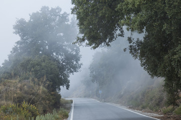 carretera con niebla