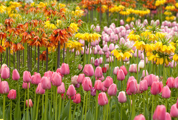 beautiful bright lawn with pink closed tulips and yellow and orange funny crown imperial