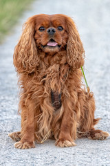 Cavalier King Charles Spaniel in Brown Ruby