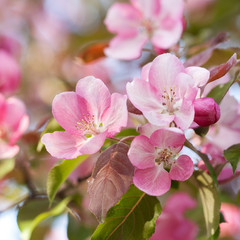 apple branch with beautiful bright and delicate pink flowers