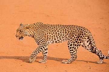 Young leopard crossing the road while stalking an impala herd