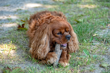Fototapeta premium Cavalier King Charles Spaniel in Brown Ruby chews on a stick