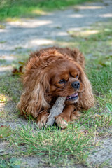 Cavalier King Charles Spaniel in Brown Ruby chews on a stick