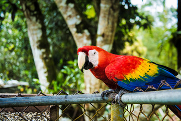 Scarlet Macaw perched on a fence