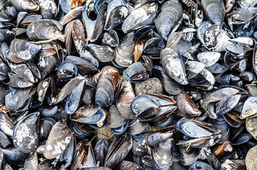texture of a variety of sea mussel shells