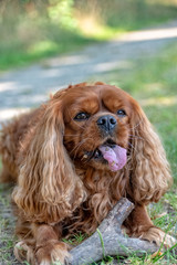 Cavalier King Charles Spaniel in Brown Ruby chews on a stick