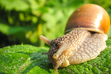 snail on green leaf