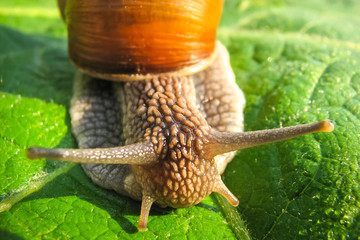 snail on green leaf