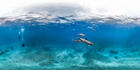Fototapeta na wymiar Diver with dolphins