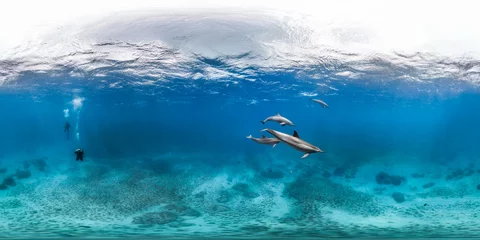 Foto op Plexiglas Diver with dolphins © The Ocean Agency
