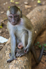 Affe im Tempel Wat Sok Tham in Khao Sok, Thailand