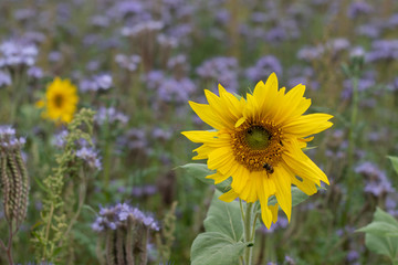 Sonnenblume im violetten Blumenfeld