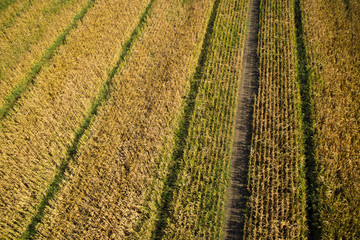 View of a field of corn © fotografiche.eu