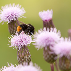 bumblebee collects pollen from a thistle fluffy flower