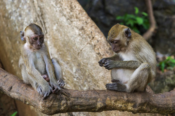 Affen im Tempel Wat Sok Tham in Khao Sok, Thailand