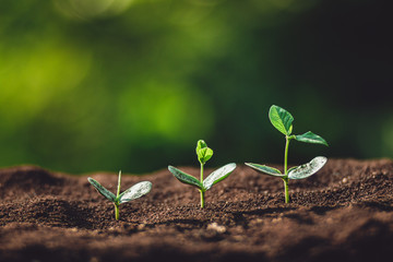 plant a tree Watering a tree in nature light and background	