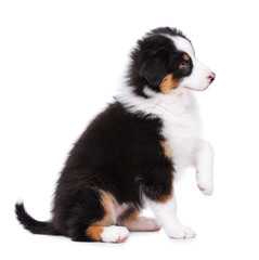 Australian Shepherd purebred puppy, 2 months old sitting on floor and looking away. Black Tri color Aussie dog, isolated on white background.